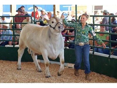 Auction Photo